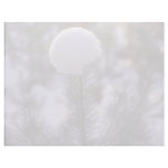 white Snowflower, Ashpley Heath Woods flowers Custom Letterhead