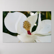 White Southern Magnolia flower blossom up close Posters