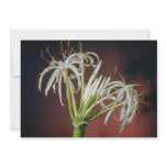 white Spider lily (Crinum asiatinum) flowers Personalized Announcement