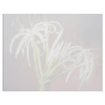 white Spider lily (Crinum asiatinum) flowers Letterhead