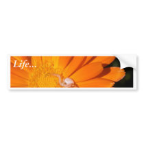 White Spider On An Orange Flower bumper stickers by lifesphere White Spider On An Orange Flower bumper stickers