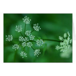 white spray 1 card