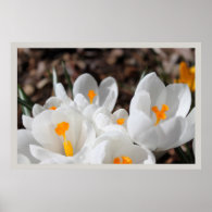 white spring flowers poster