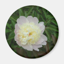 White Spring Peony Flower Magnet