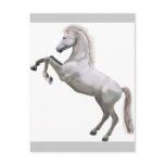 White Stallion Post Cards