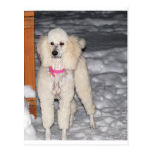 White Standard Poodle in Snow Postcards