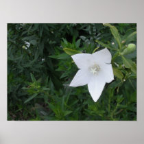 White Star Posters