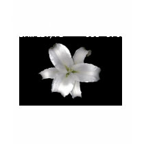 White Star web, TABOO INK TATTOO STUDIO, CHIPLE... t-shirts