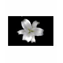 White Star web, TABOO INK TATTOO STUDIO, CHIPLE... t-shirts
