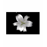 White Star web, TABOO INK TATTOO STUDIO, CHIPLE... T-shirts