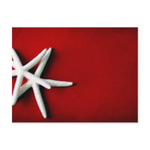 white starfish Postcard