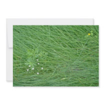 white Starflowers and grass, Quebec, Canada flower Custom Announcements
