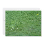 white Starflowers and grass, Quebec, Canada flower Custom Announcements