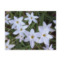 White Starflowers postcard