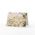 White Stephanotis Floral Thank You Notes cards