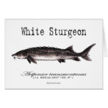 White Sturgeon Titled items Card