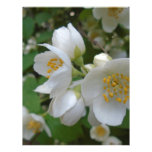 white summer flowers give reminiscent of the p letterhead