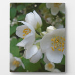 white summer flowers give reminiscent of the p plaque