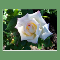 White Summer Rose Postcard postcards