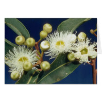 white Swamp mahogany (Eucalyptus robusta) flowers Cards