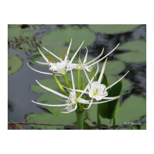White Swamp Spider Lily print