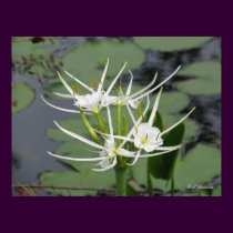 White Swamp Spider Lily posters by naturegirl7 White Swamp Spider Lily posters