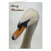 White Swan Christmas Card