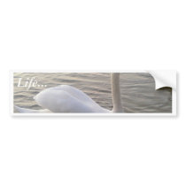 White Swan Close Up Picture Bumper Sticker