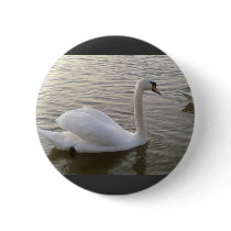 White Swan Close Up Picture Pin