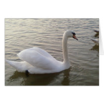 White Swan Close Up Picture Card