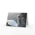 White Swan - Greeting Card