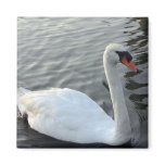 White Swan Magnet magnets