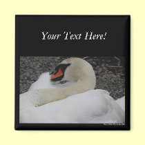 White Swan Magnet magnets