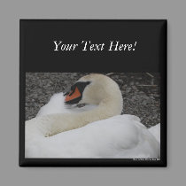 White Swan Magnet magnets