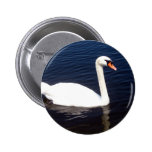 White swan on still waters buttons