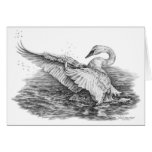 White Swan on Water Drawing by Kelli Swan cards