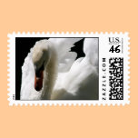 White Swan Postage Stamp