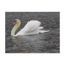 White Swan postcards