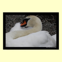 White Swan Poster posters