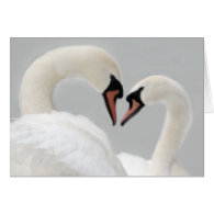 White Swans Card zazzle_card