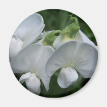 White Sweet Pea Fridge Magnet