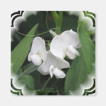 White Sweet Pea Square Magnet