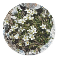 White Swiss Alpine Flowers sticker sticker