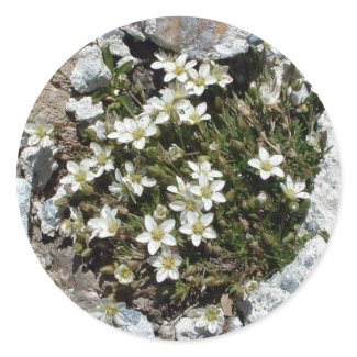 White Swiss Alpine Flowers sticker sticker