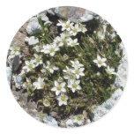 White Swiss Alpine Flowers sticker