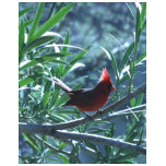 White T Shirt: Cardinal In Oleander