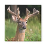 White-Tail Deer 10 Point Buck Magnets