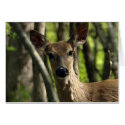 White Tail Deer (C1) cards