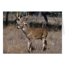 White Tail Deer Greeting Cards