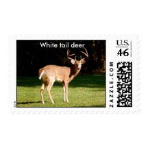 White tail deer postage
